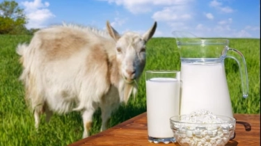 Asam Urat Bisa Datang Diam-Diam, Ini Manfaat Susu Kambing Etawa untuk Pencegahan