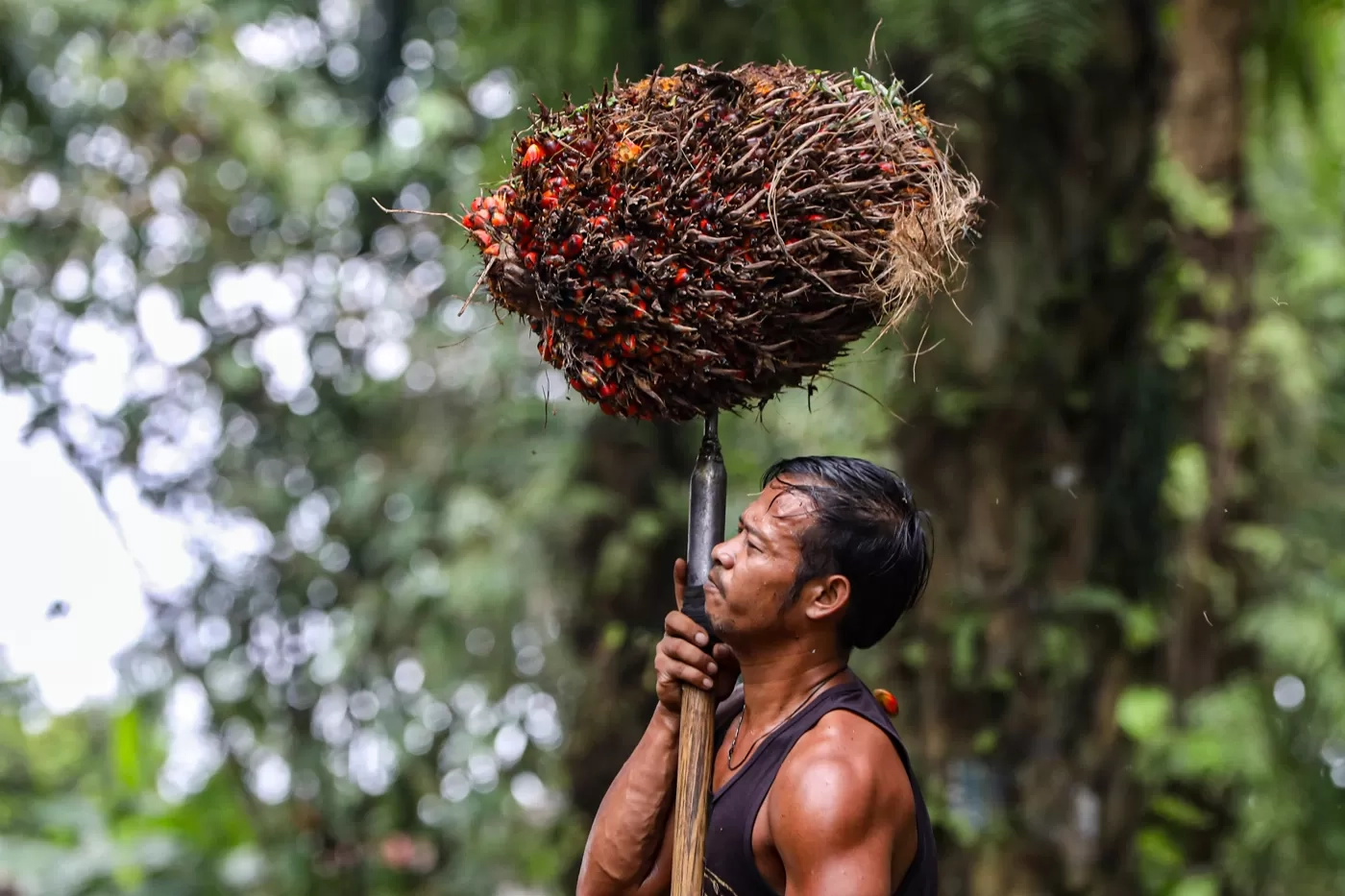 Agar Tetap Terlindungi, Petani Sawit Minta Penyesuaian Kebijakan Biodiesel