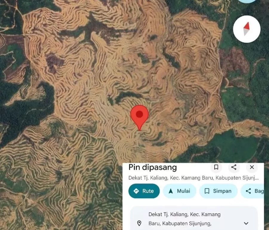 KPK Taksir Potensi Kerugian Negara di Sektor Kehutanan Capai Rp 175 Triliun