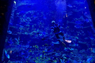 Ada Pertunjukan Sinterklas di Bawah Laut BXSea Bintaro, Cek Jadwalnya