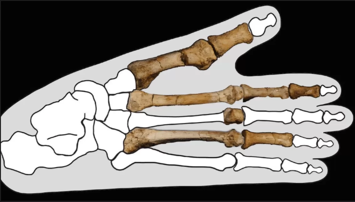 Misteri Fosil Kaki 3 Juta Tahun Terungkap, Ternyata Bukan Milik Lucy!