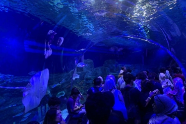 Panduan Wisata ke BXSea, Oseanarium Terbesar di Tangsel, Bisa Naik KRL