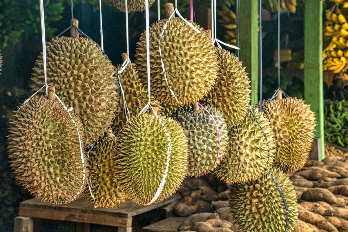 Rebutan Pasar China: Peta Persaingan Ekspor Durian Asia Tenggara 2025