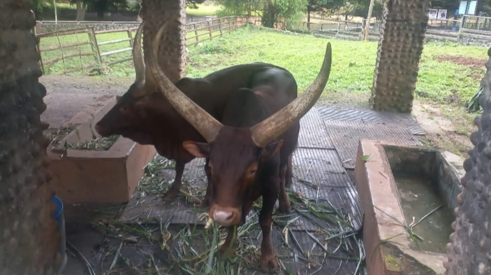 Tukar 5 Kapibara Jantan, Ragunan Resmi Boyong Sepasang Watusi Bertanduk Bernama Jihan dan Yogi