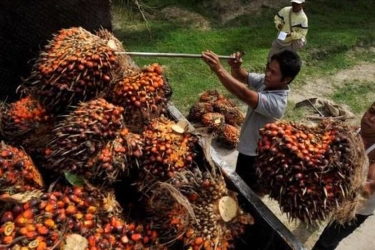Kemendag: Permintaan Turun Sebabkan Harga CPO Melemah