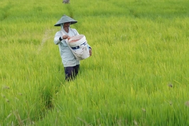 Gabah dan Cabai Rawit Dongkrak Nilai Tukar Petani