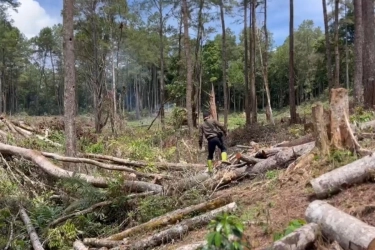 Menata Ulang Politik Hijau: Refleksi Bencana Sumatera