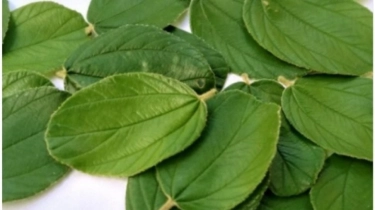 2 Cara Merebus Daun Bidara untuk Turunkan Kadar Kolesterol Jahat