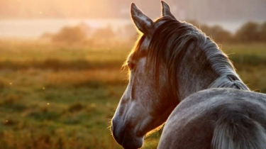 Shampo Kuda untuk Manusia, Benarkah Aman? Diklaim Ampuh Memanjangkan Rambut