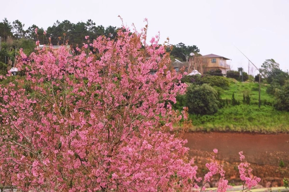 Sakura Versi Vietnam Bermekaran, Da Lat Diserbu Wisatawan di Awal Tahun