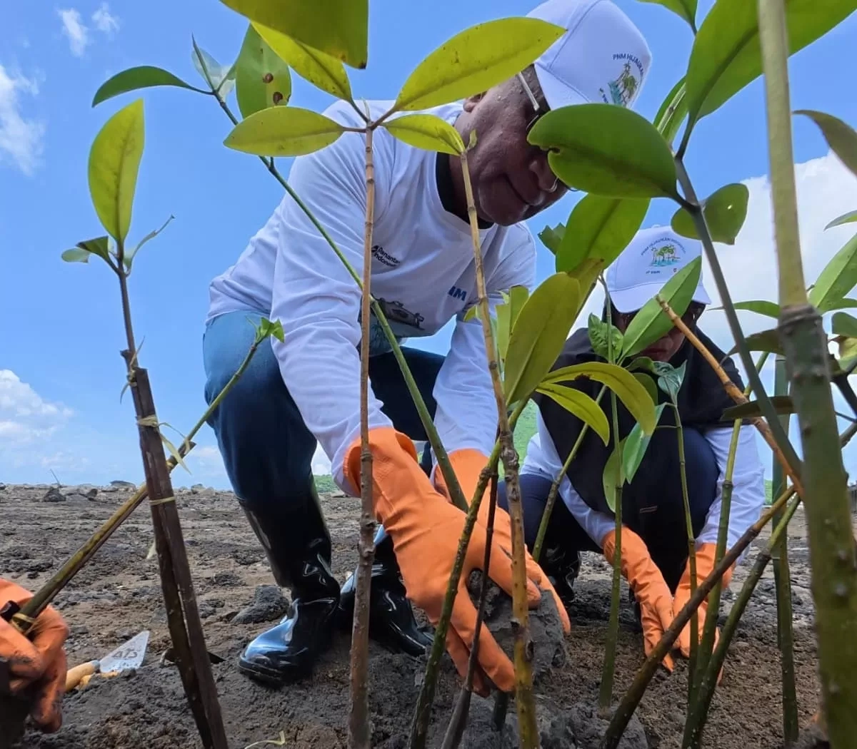 374.839 Pohon Ditanam PNM, Jejak Nyata Hijaukan Negeri di Hari Gerakan Satu Juta Pohon