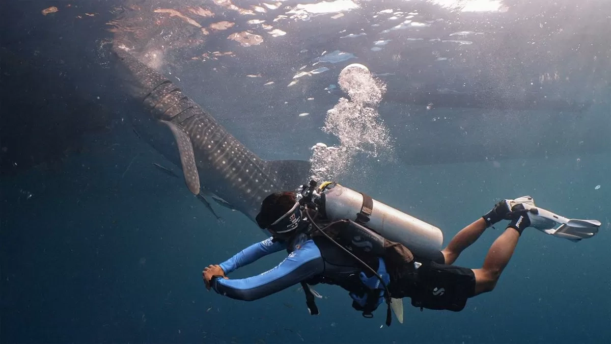 Tandai 4 Hiu Paus, Langkah Nyata Pertamina Internasional Shipping Lindungi Raksasa Lautan Indonesia