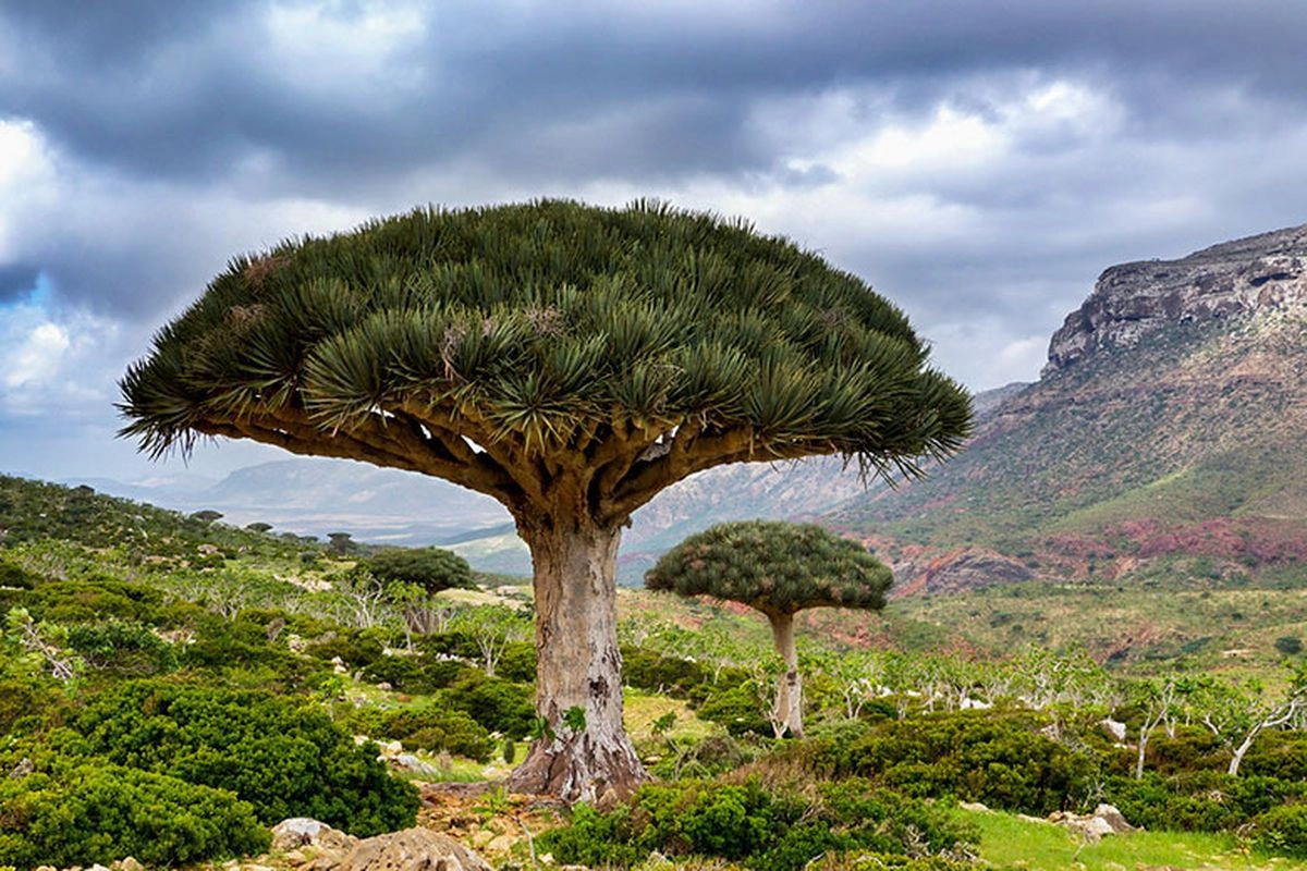 Tiga WNI yang Terjebak di Pulau Sokotra Telah Dipulangkan ke Indonesia