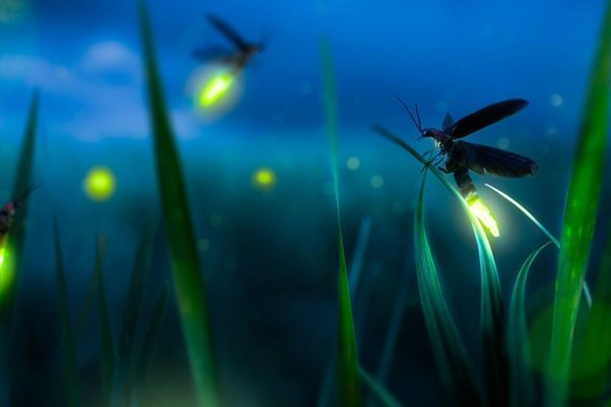 Indahnya Kunang-kunang Berkelip di Kebun Raya Bali, Bukti Alam Masih Bernapas