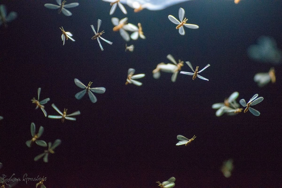 5 Cara Mengatasi Laron yang Menyerbu Rumah saat Musim Hujan