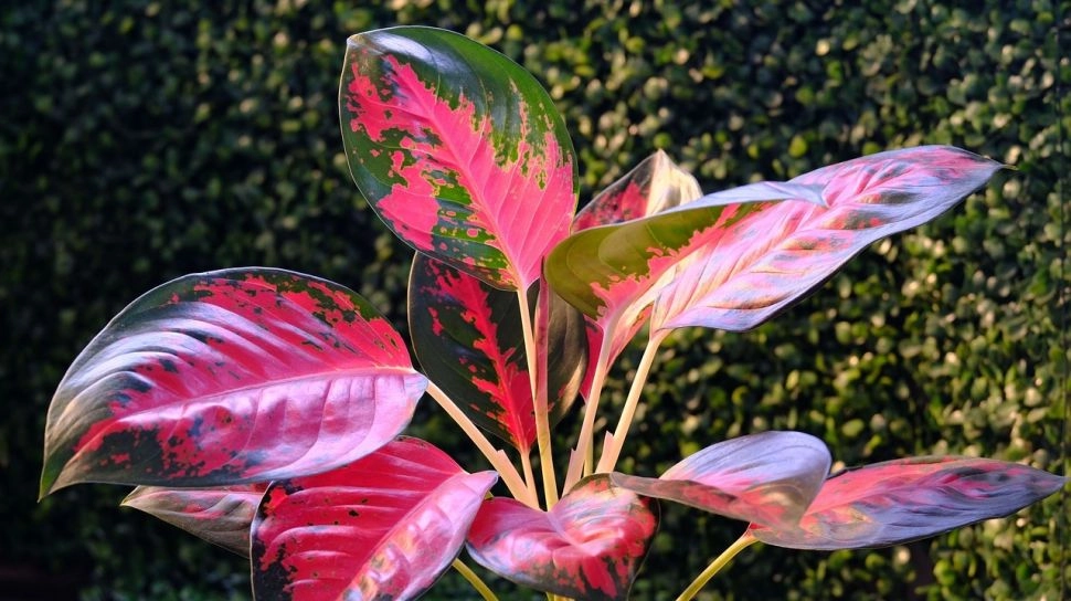 Bikin Cuan Ngalir Terus, Ini 7 Tanaman Hias Pembawa Keberuntungan untuk Dekorasi Rumah