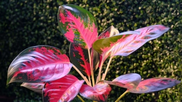 Bikin Cuan Ngalir Terus, Ini 7 Tanaman Hias Pembawa Keberuntungan untuk Dekorasi Rumah