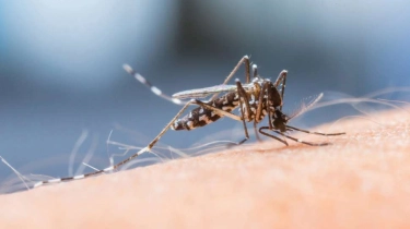 Kalimantan Utara Mulai Vaksinasi Dengue Massal, Kenapa Anak Jadi Sasaran Utama?