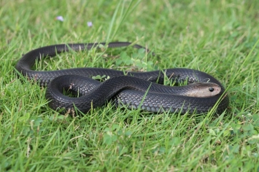 7 Cara Mencegah Ular Masuk Rumah saat Musim Hujan