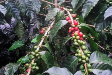 Dukung Petani dan UMKM Kopi, Bank DBS Kucurkan Pembiayaan Pra-Ekspor