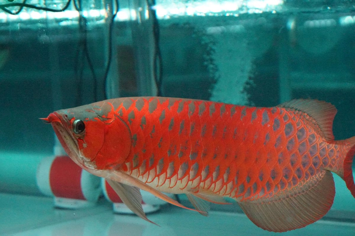 Sepanjang 2025, KKP Gagalkan Penyelundupan Arwana hingga Tindak Perdagangan Ikan Invasif