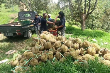 Ekspor Durian Asia Tenggara 2025: Dominasi Thailand, Vietnam Melaju, RI Mulai Masuk
