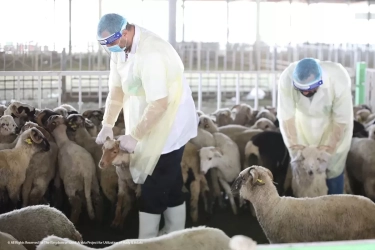 Wabah PRR Pada Kambing dan Domba Berpotensi Meluas di Asia Tenggara, Baratin Susun Strategi Pencegahan