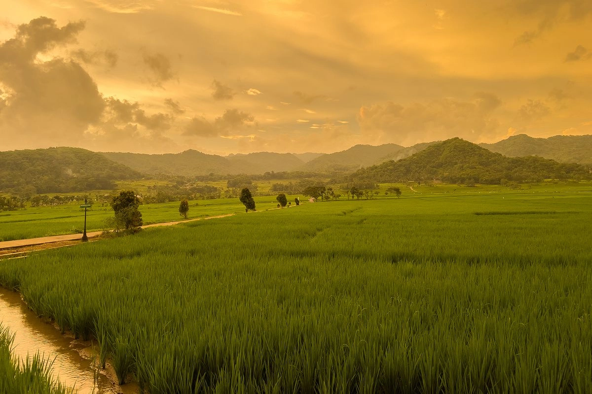 Pemandangan Langka, Indahnya Lembayung Senja di Persawahan Nanggulan, Kulon Progo