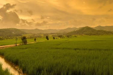 Pemandangan Langka, Indahnya Lembayung Senja di Persawahan Nanggulan, Kulon Progo