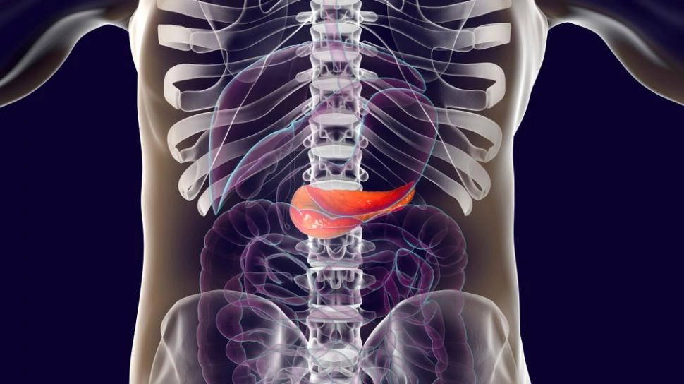Pankreas, Organ yang Jarang Disapa Tapi Selalu Bekerja Diam-Diam