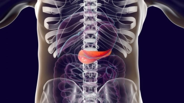 Pankreas, Organ yang Jarang Disapa Tapi Selalu Bekerja Diam-Diam