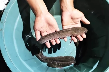 Telatennya Warga Binaan Rutan Salemba, Panen Raya Ikan hingga 140 Kg, Didonasikan untuk Korban Bencana Sumatera