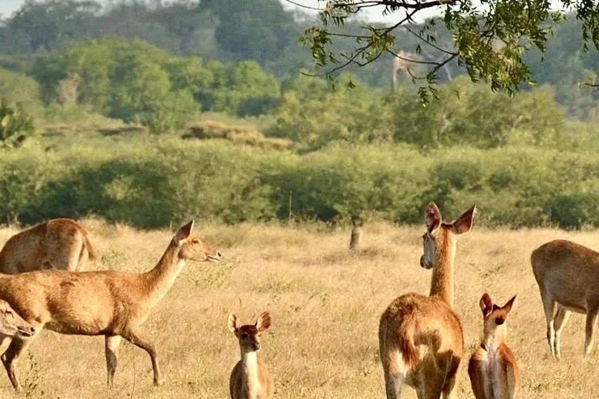 Panduan Wisata Taman Nasional Baluran, Liburan seperti di Afrika