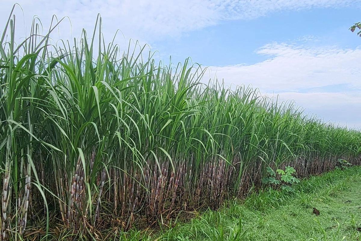 Membangun Fondasi Kelembagaan Desa untuk Swasembada Gula