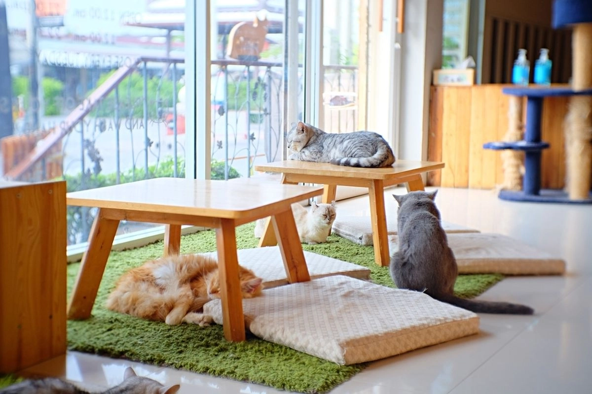 Ngopi Bareng Hewan Peliharaan, Ini 5 Kafe Pet Friendly di Jakarta