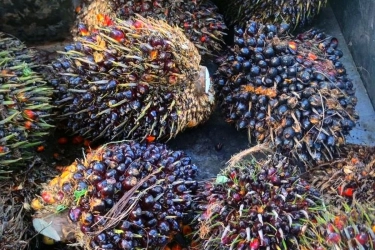 Stok Tinggi dan Permintaan Biodiesel Lesu Tekan Harga CPO