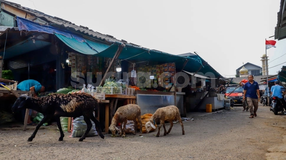 Harga Cabai Mulai Berangsur Turun, Dibanderol Rp 35.000/Kg