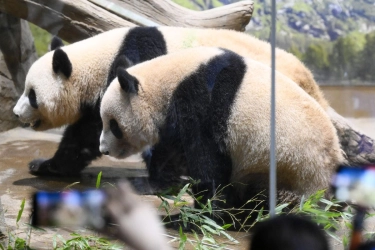 Panda Terakhir di Jepang Akan Berangkat ke China