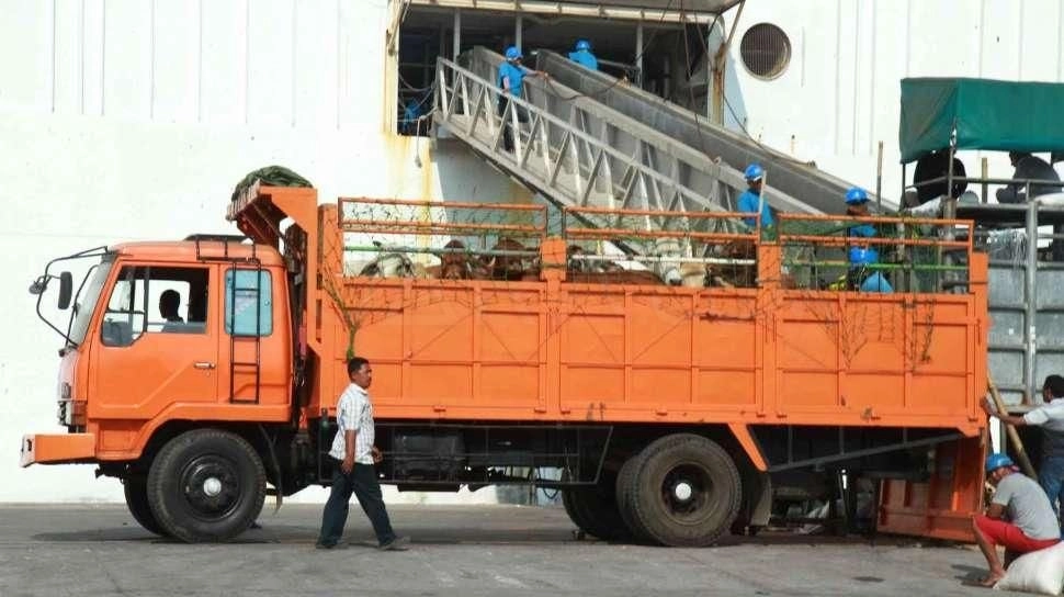 Kuota Impor Sapi Swasta Dipangkas Drastis, Pemerintah Janji Evaluasi Maret 2026