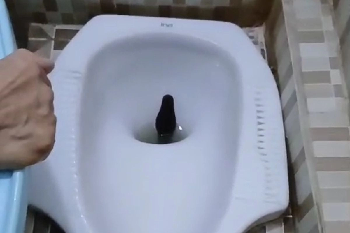 Mengapa Banyak Kasus Ular Masuk Kamar Mandi?