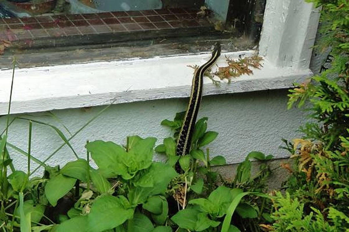 Waspada, Ini 5 Tempat yang Sering Jadi Persembunyian Ular di Rumah