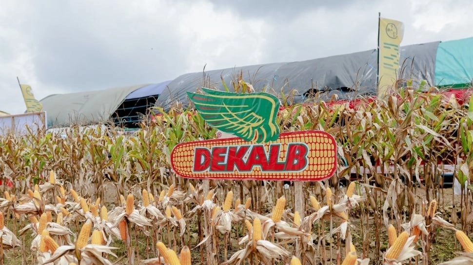 Lampaui Rata-Rata Nasional, Produktivitas Jagung Dekalb Capai 7 Ton per Hektare