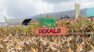 Lampaui Rata-Rata Nasional, Produktivitas Jagung Dekalb Capai 7 Ton per Hektare