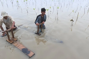 Inovasi Alat Tanam Mangrove, PGN SAKA Kantongi Paten Sederhana