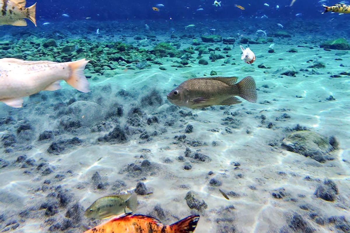 Melihat Langsung Mata Air Alami yang Mengisi Kolam Besar Umbul Ponggok