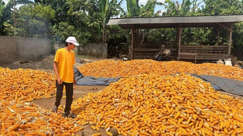 Pemerintah Heran Stok Jagung Melimpah Tapi Harga Pakan Ternak Mahal