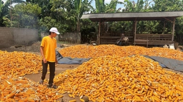 Pemerintah Heran Stok Jagung Melimpah Tapi Harga Pakan Ternak Mahal