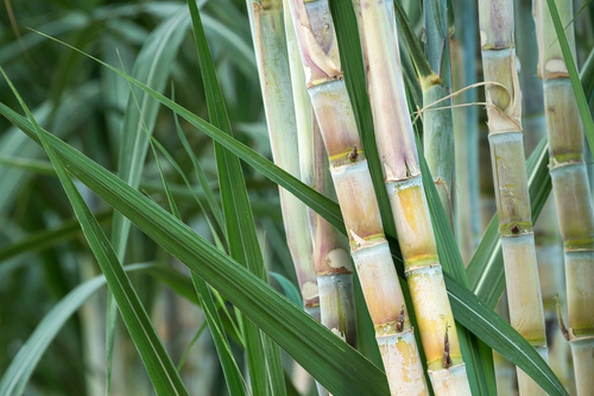 Gula, HGU, dan Keroposnya Kelola Agraria