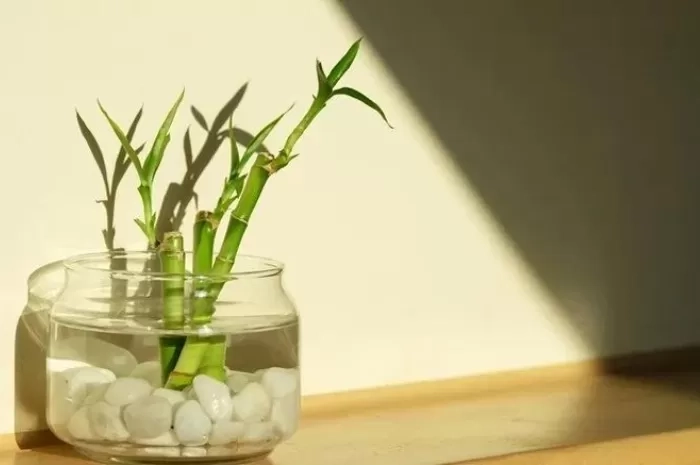 5 Tempat Terbaik dan 2 Tempat Terlarang Menempatkan Bambu Keberuntungan di Rumah, Menurut Ahli Feng Shui