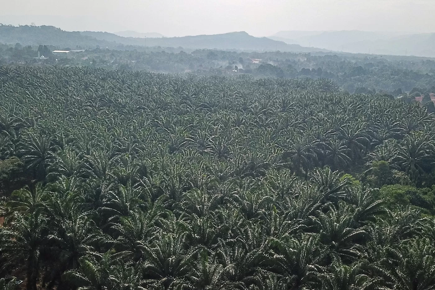 Dikhawatirkan Mematikan Pertanian Rakyat, Petani Tolak Usulan Pajak Pohon Sawit